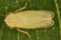 Arthaldeus striifrons