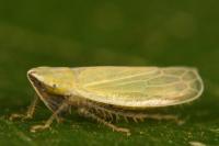 Arthaldeus striifrons