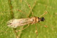 Gampsocoris punctipes