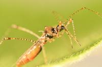 Gampsocoris punctipes