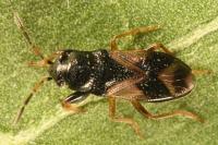 Megalonotus praetextatus