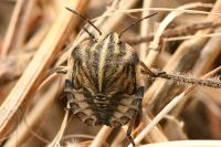 Graphosoma italicum
