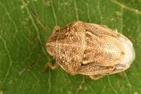Neottiglossa leporina