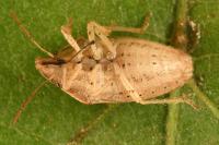 Aelia acuminata