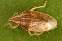 Aelia acuminata