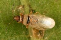 Oxycarenus pallens