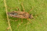 Nysius graminicola