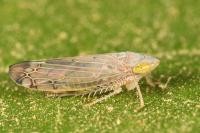 Synophropsis lauri