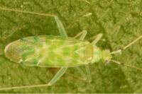 Malacocoris chlorizans