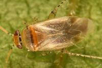 Campylomma verbasci