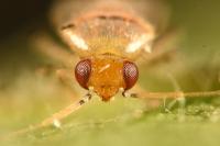 Campylomma verbasci