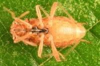 Rhopalus parumpunctatus