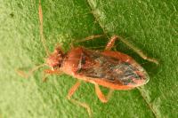 Rhopalus parumpunctatus