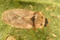 Piesma maculatum