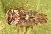 Balcanocerus larvatus