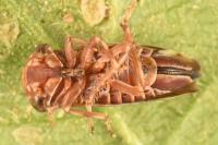 Balcanocerus larvatus