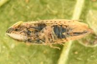 Arthaldeus striifrons