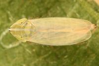 Arthaldeus striifrons