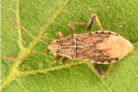 Stictopleurus abutilon