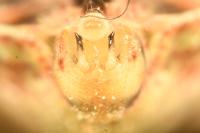 Stictopleurus abutilon