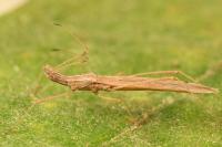 Berytinus hirticornis