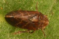 Tettigometra impressopunctata