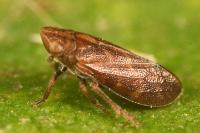 Tettigometra impressopunctata