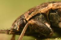 Emblethis denticollis