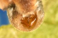 Emblethis denticollis