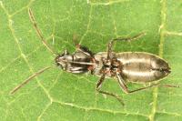 Pterotmetus staphyliniformis