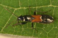 Pterotmetus staphyliniformis