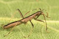 Micrelytra fossularum