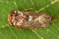 Balcanocerus larvatus