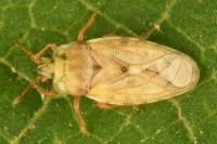 Piesma maculatum