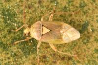Lygus rugulipennis