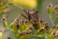 Coreus marginatus