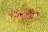 Himacerus mirmicoides