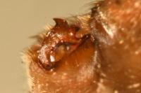 Himacerus mirmicoides