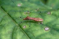 Metatropis rufescens