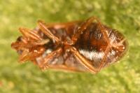 Cardiastethus fasciiventris