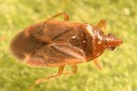 Cardiastethus fasciiventris