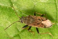 Peritrechus gracilicornis