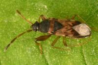 Scolopostethus affinis