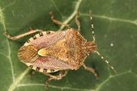 Dolycoris baccarum