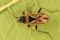 Xanthochilus quadratus