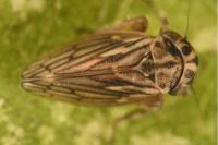 Anaceratagallia ribauti