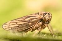 Anaceratagallia ribauti