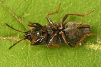 Megalonotus emarginatus