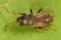 Megalonotus emarginatus