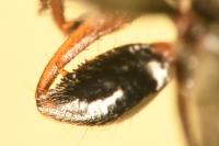 Megalonotus emarginatus